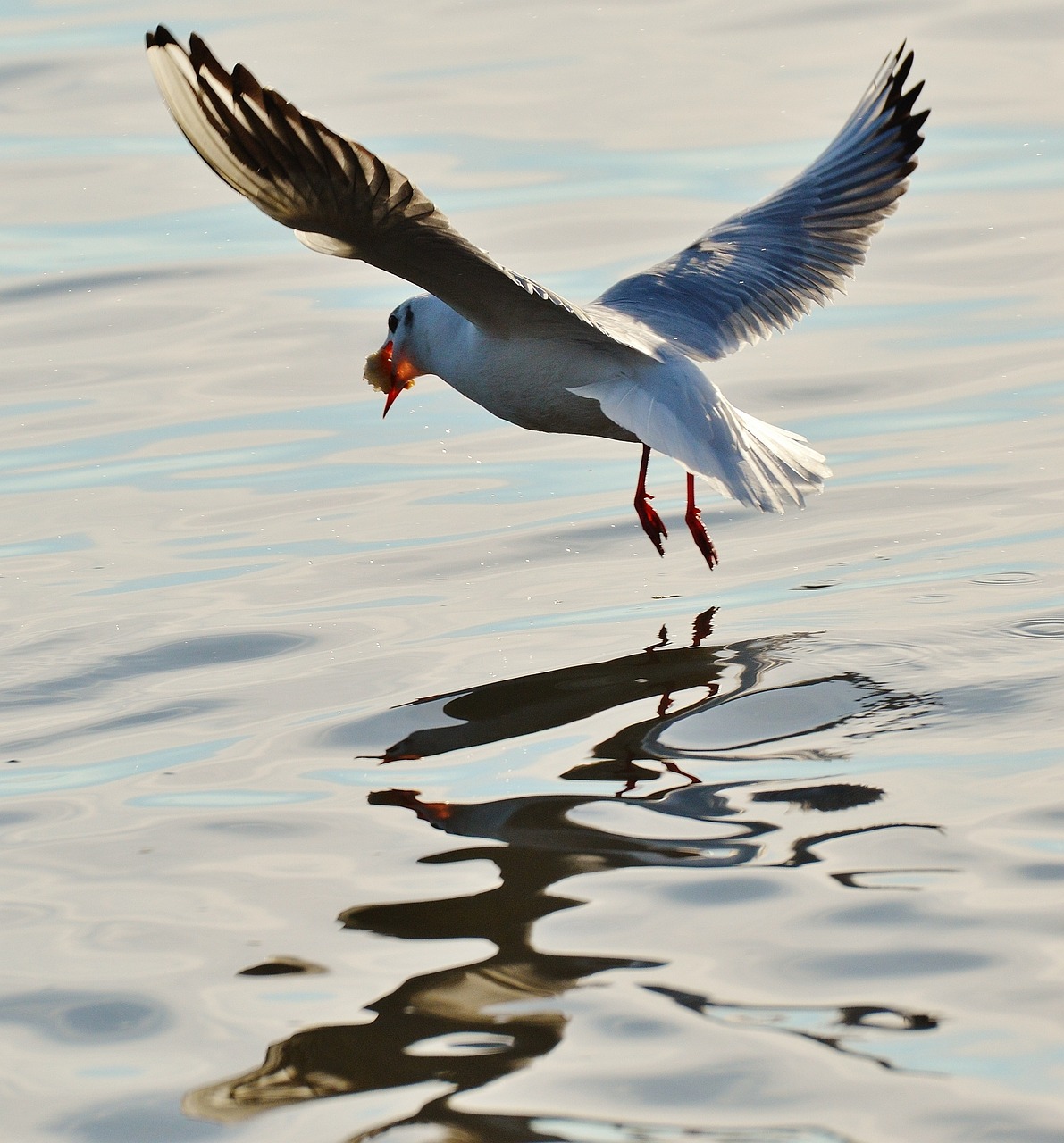 seagull food fly free photo