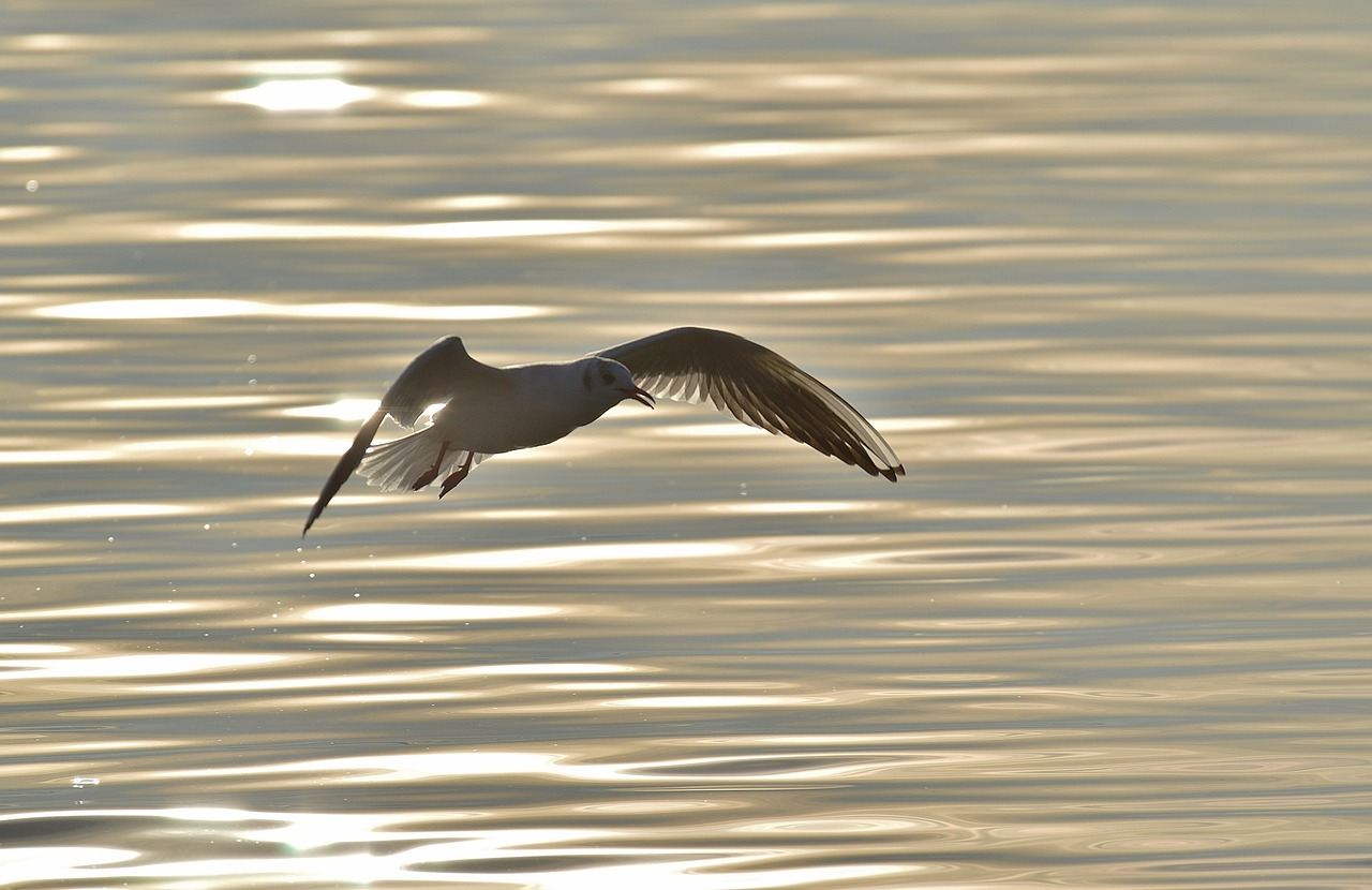 seagull dreamy water free photo