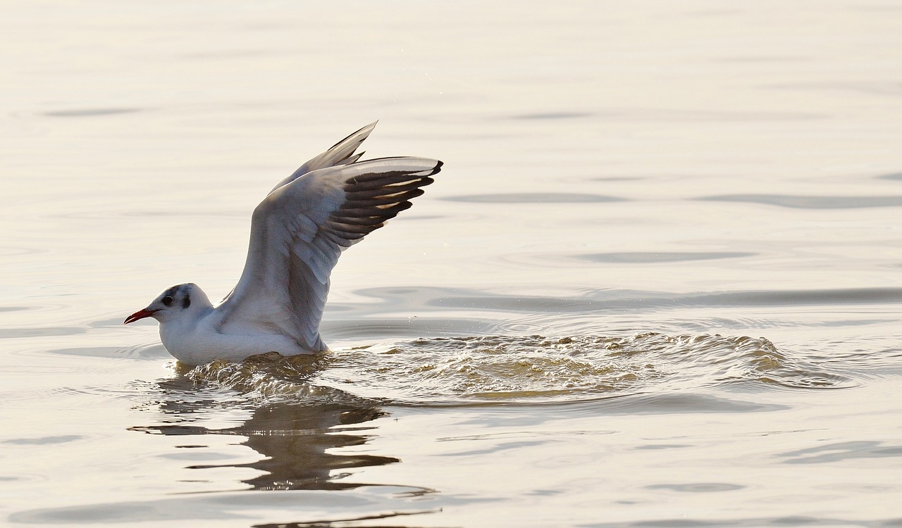 seagull water lake constance free photo