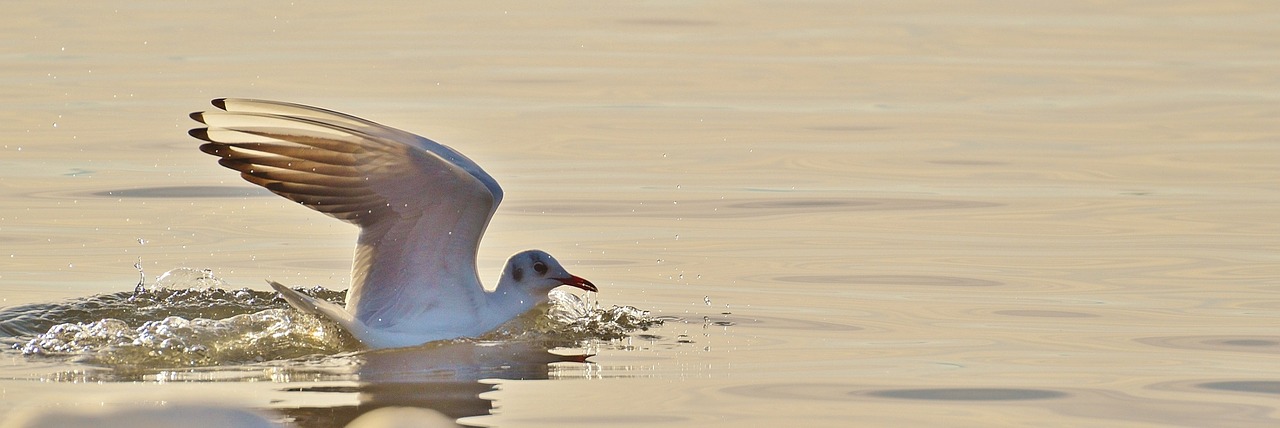 seagull water lake constance free photo