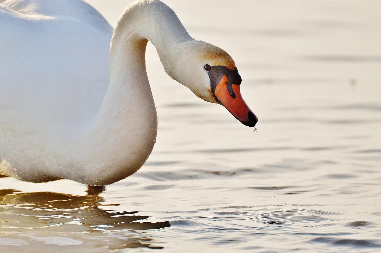 seagull swan water free photo