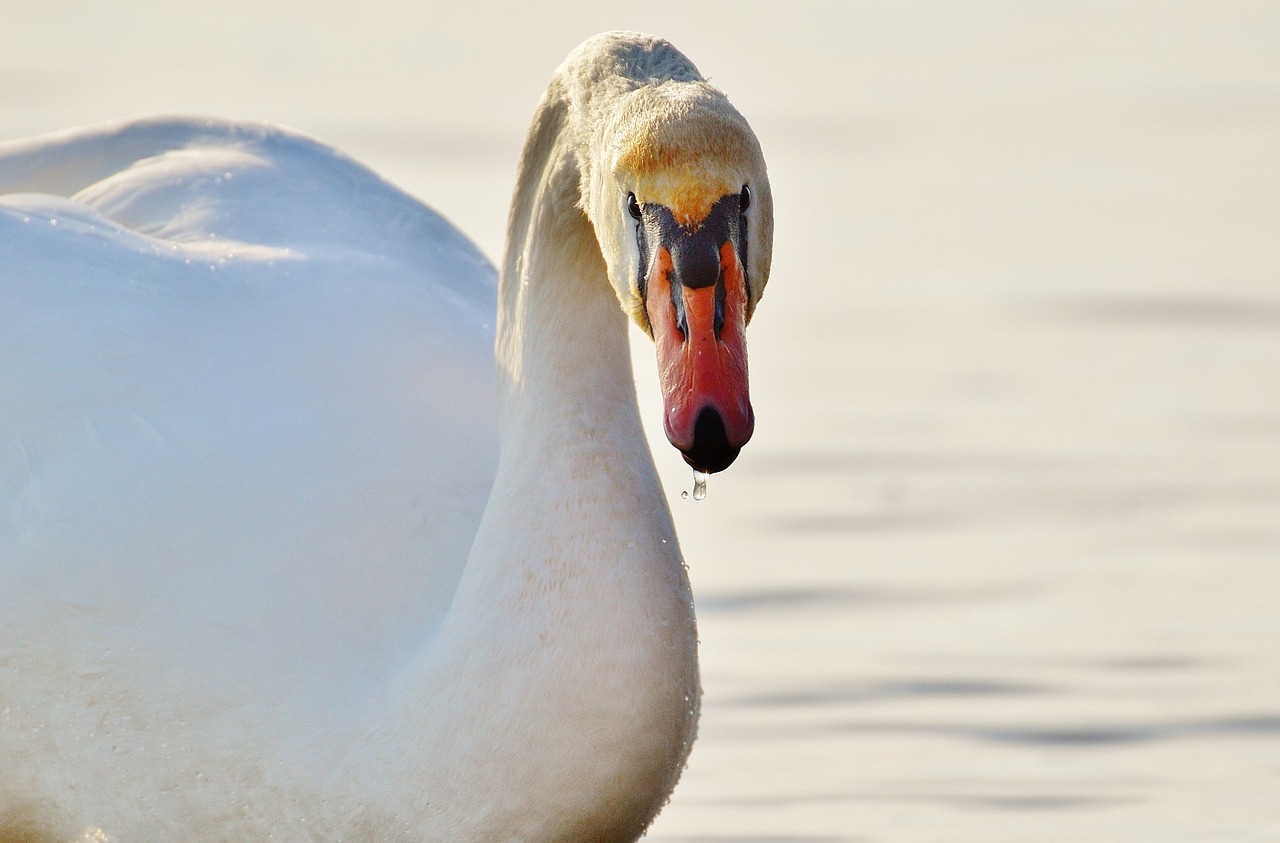 seagull swan water free photo