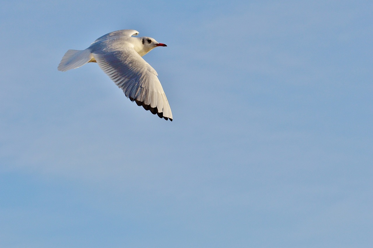 seagull fly bird free photo