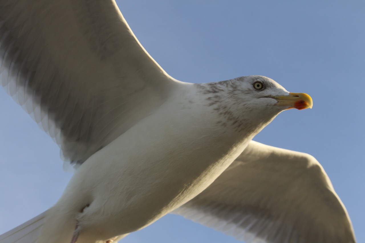 seagull sky blue free photo