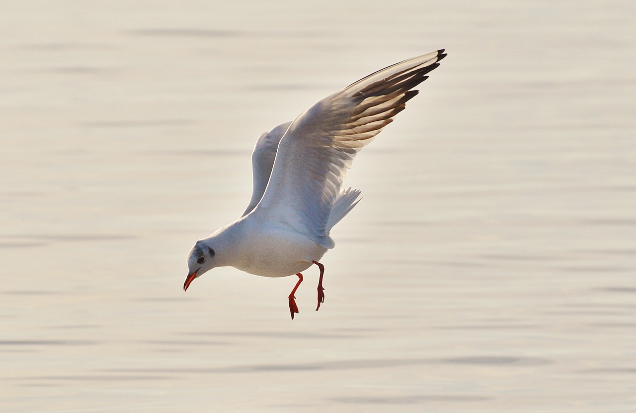 seagull water lake constance free photo