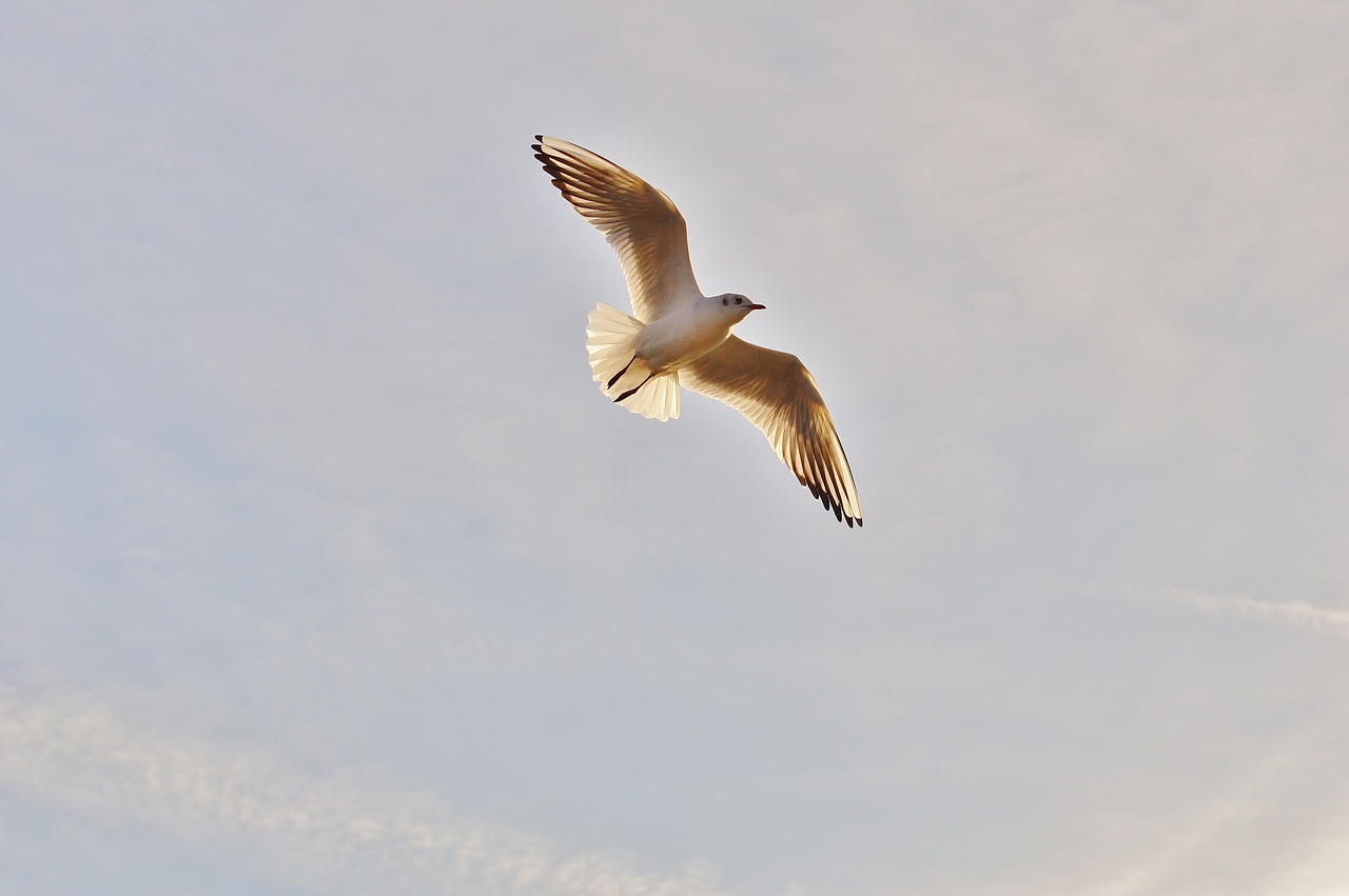 seagull water lake constance free photo