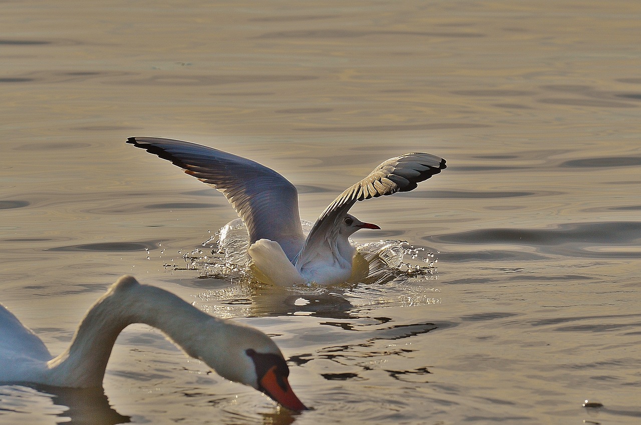 seagull water lake constance free photo