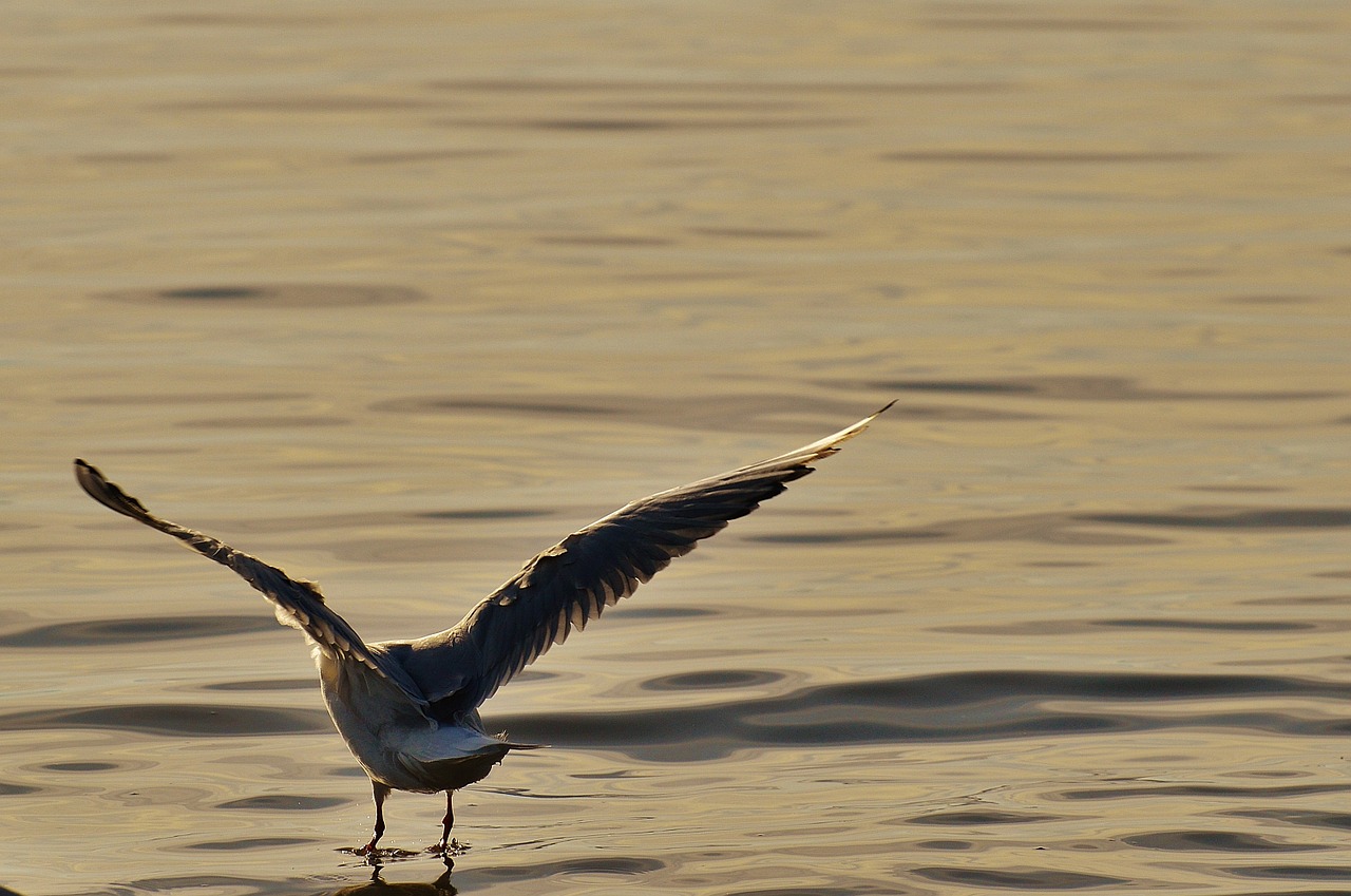 seagull water lake constance free photo