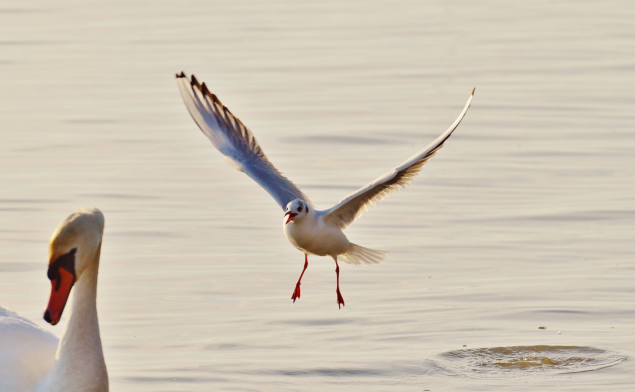 seagull water lake constance free photo