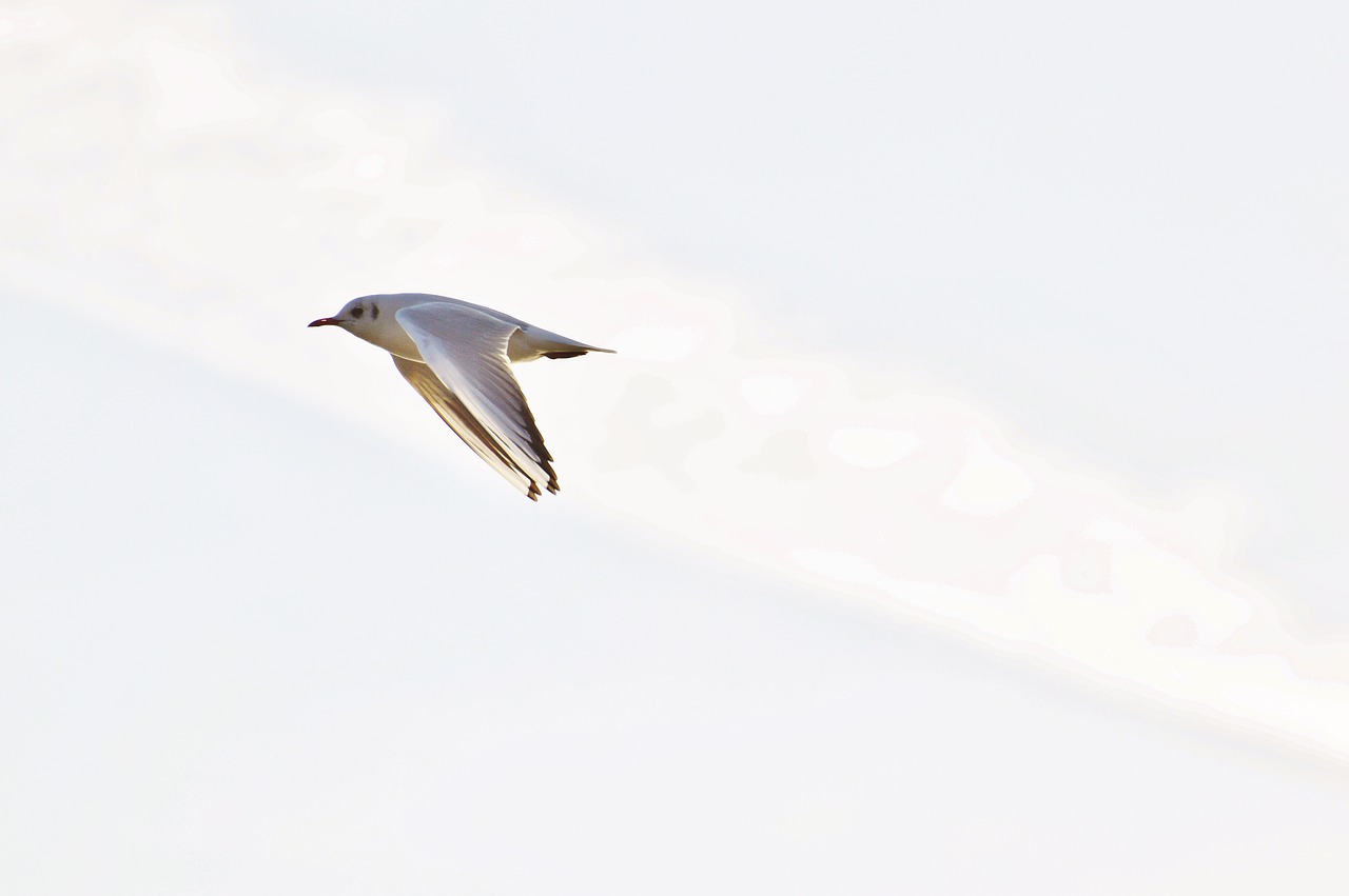 seagull water lake constance free photo