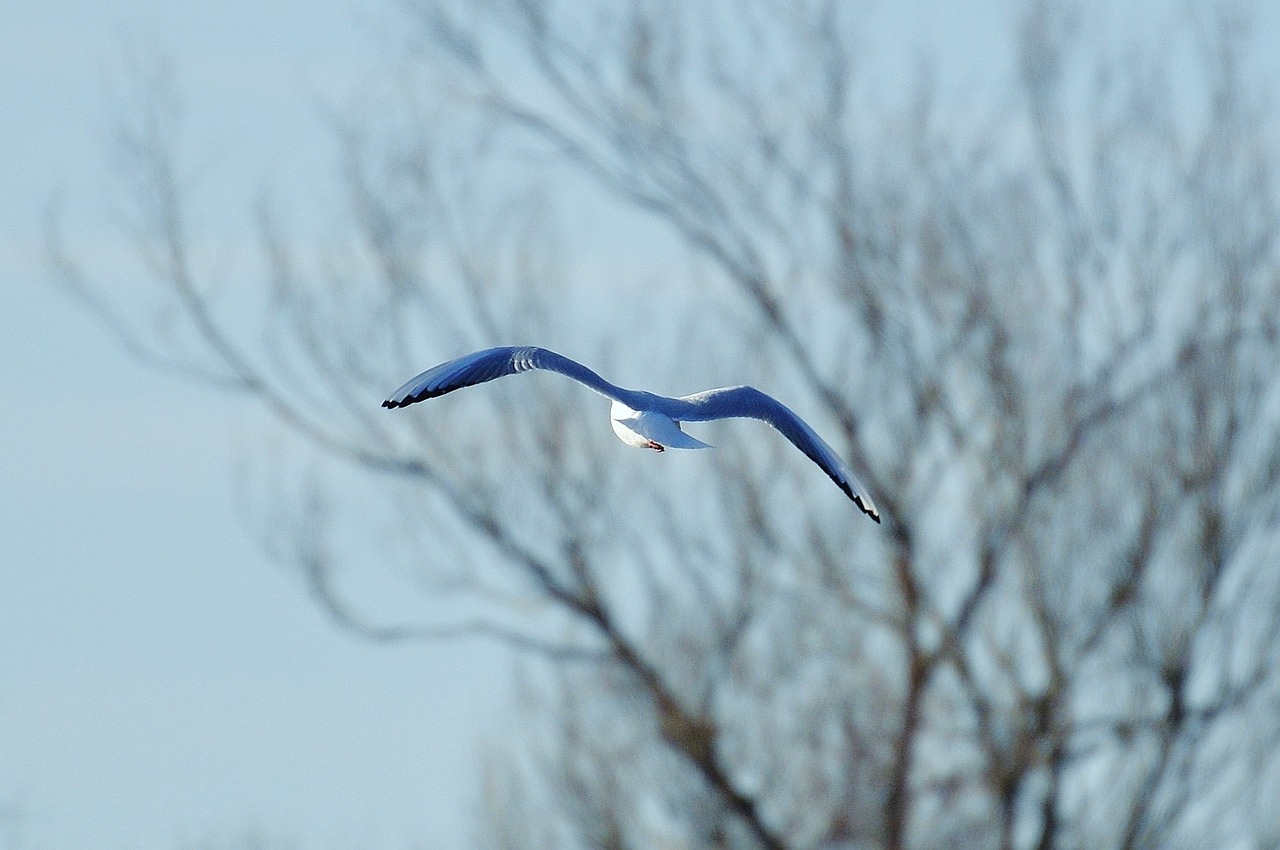 seagull water lake constance free photo