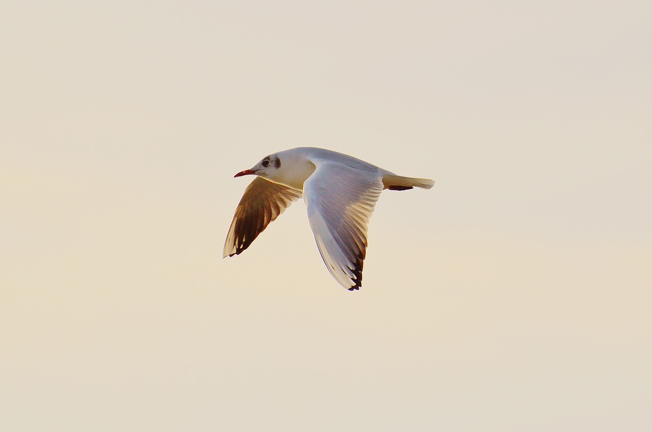 seagull water lake constance free photo