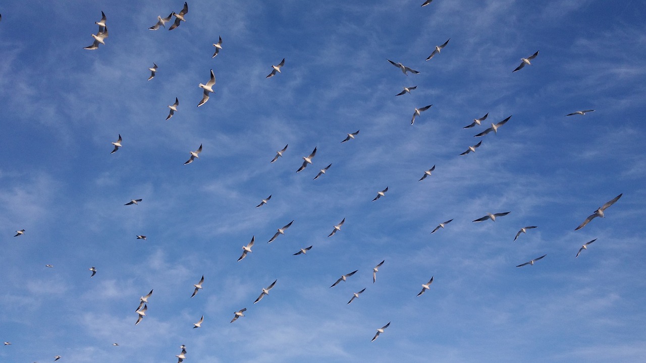 seagull clouds sky free photo