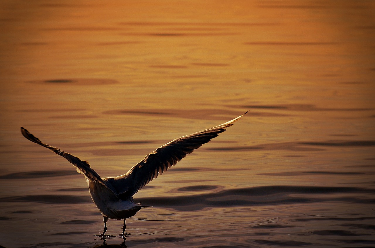 seagull water lake constance free photo