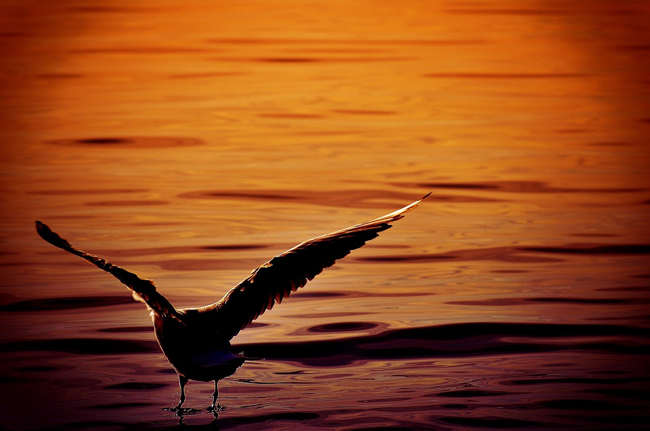 seagull water lake constance free photo