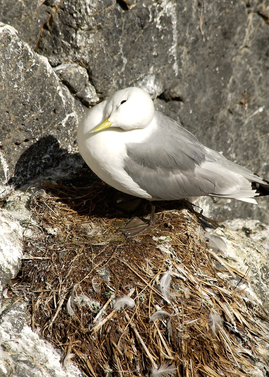 seagull nest sea free photo