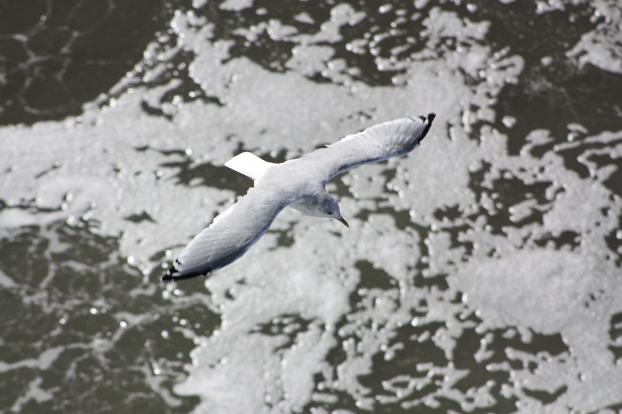 seagull bird cable free photo