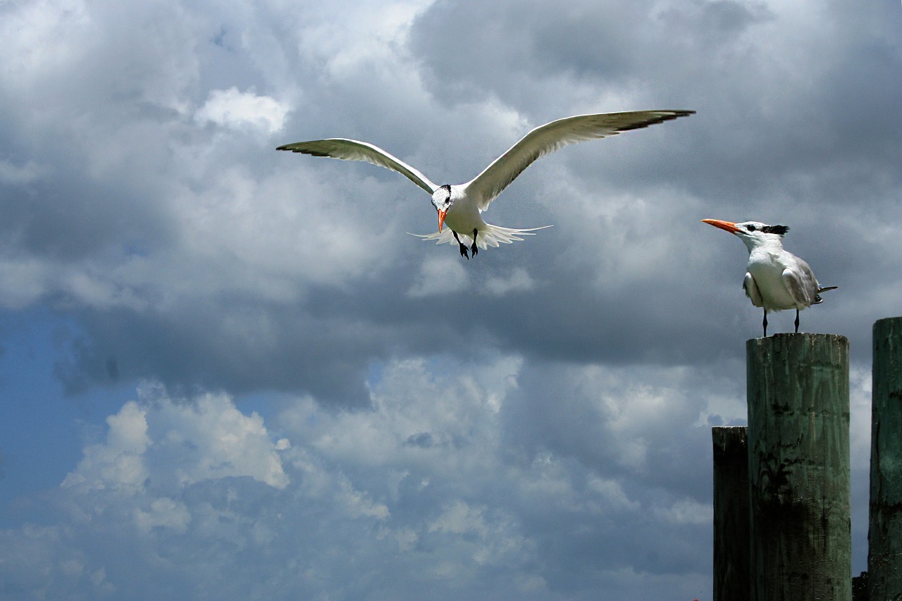 seagull birds sea free photo