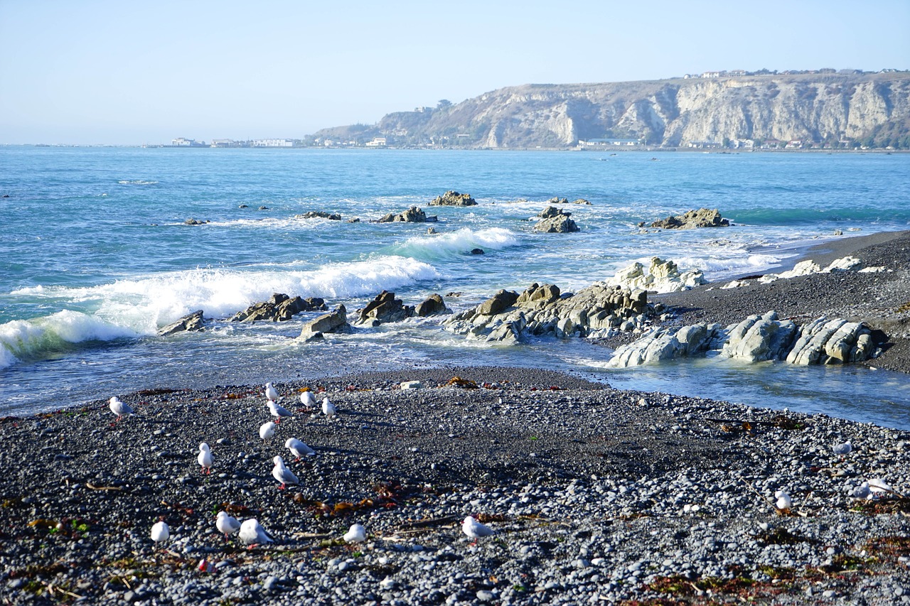 seagull new zealand beach free photo