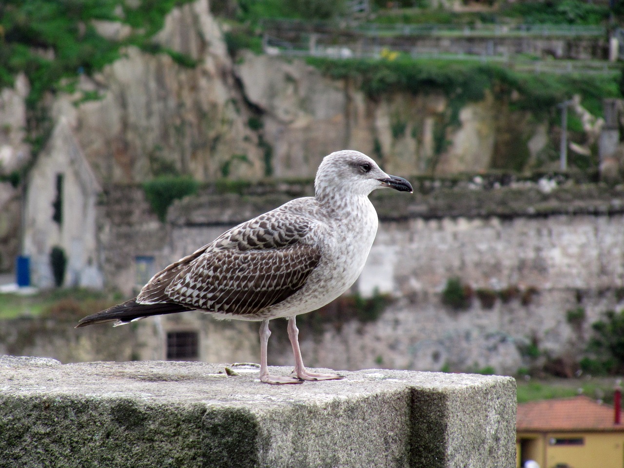 seagull bird animal free photo