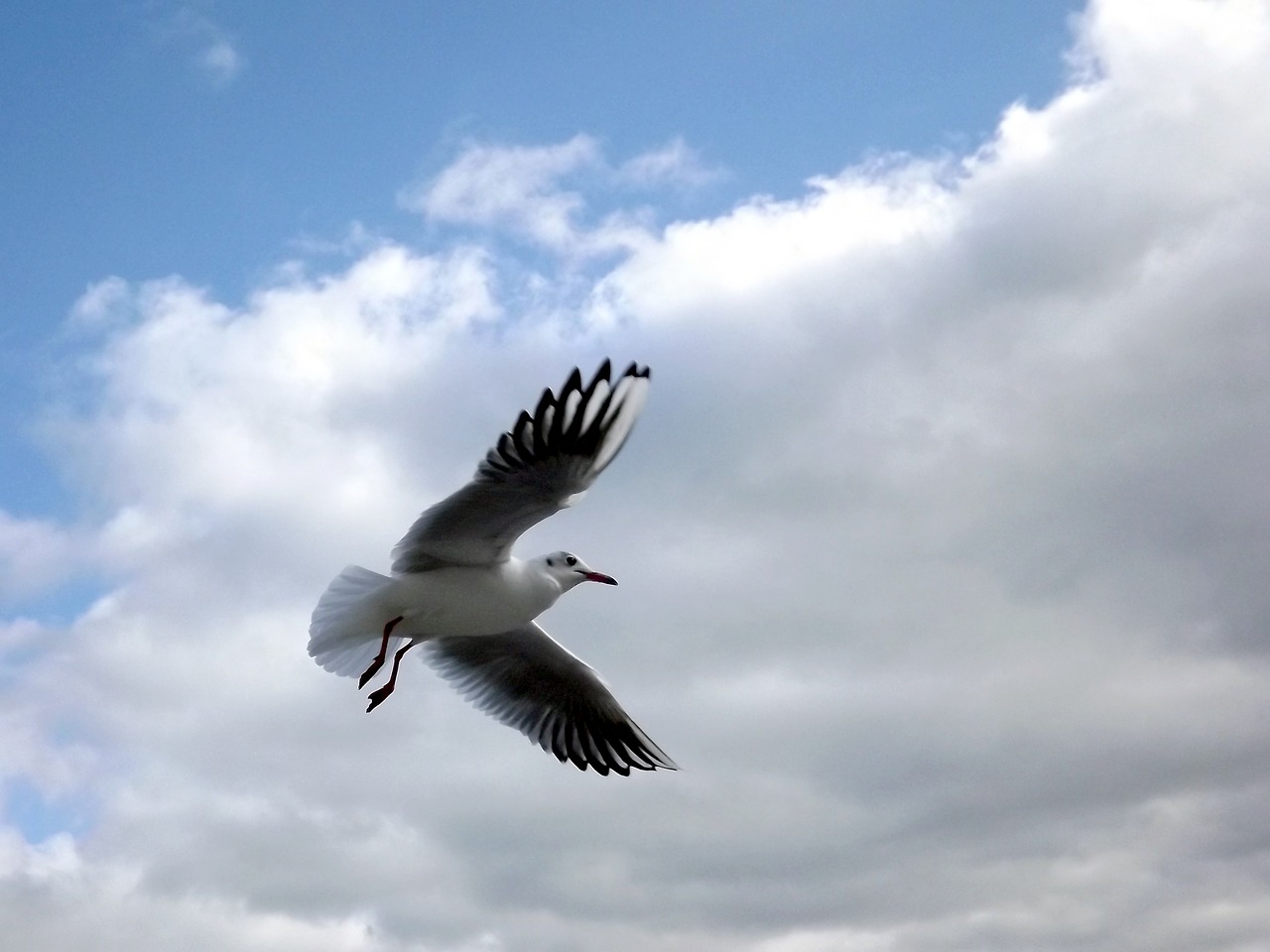 seagull birds fly free photo
