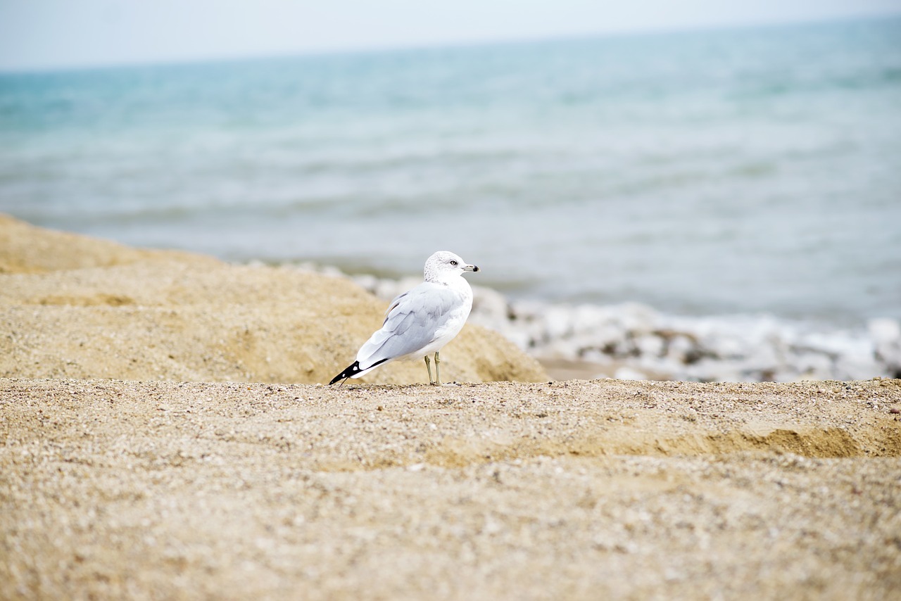 seagull seaside bird free photo