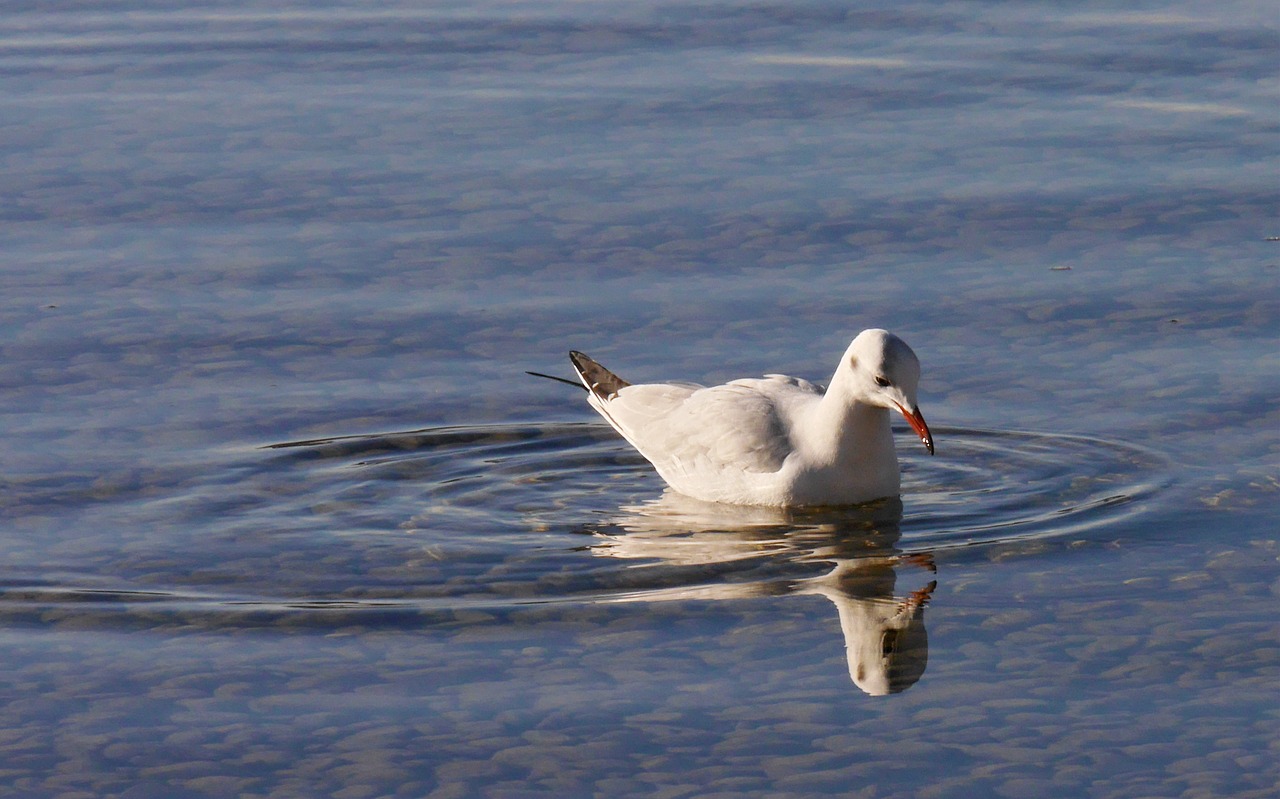 seagull nature animals free photo