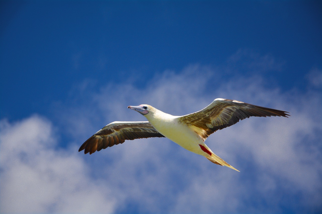 seagull free sky free photo