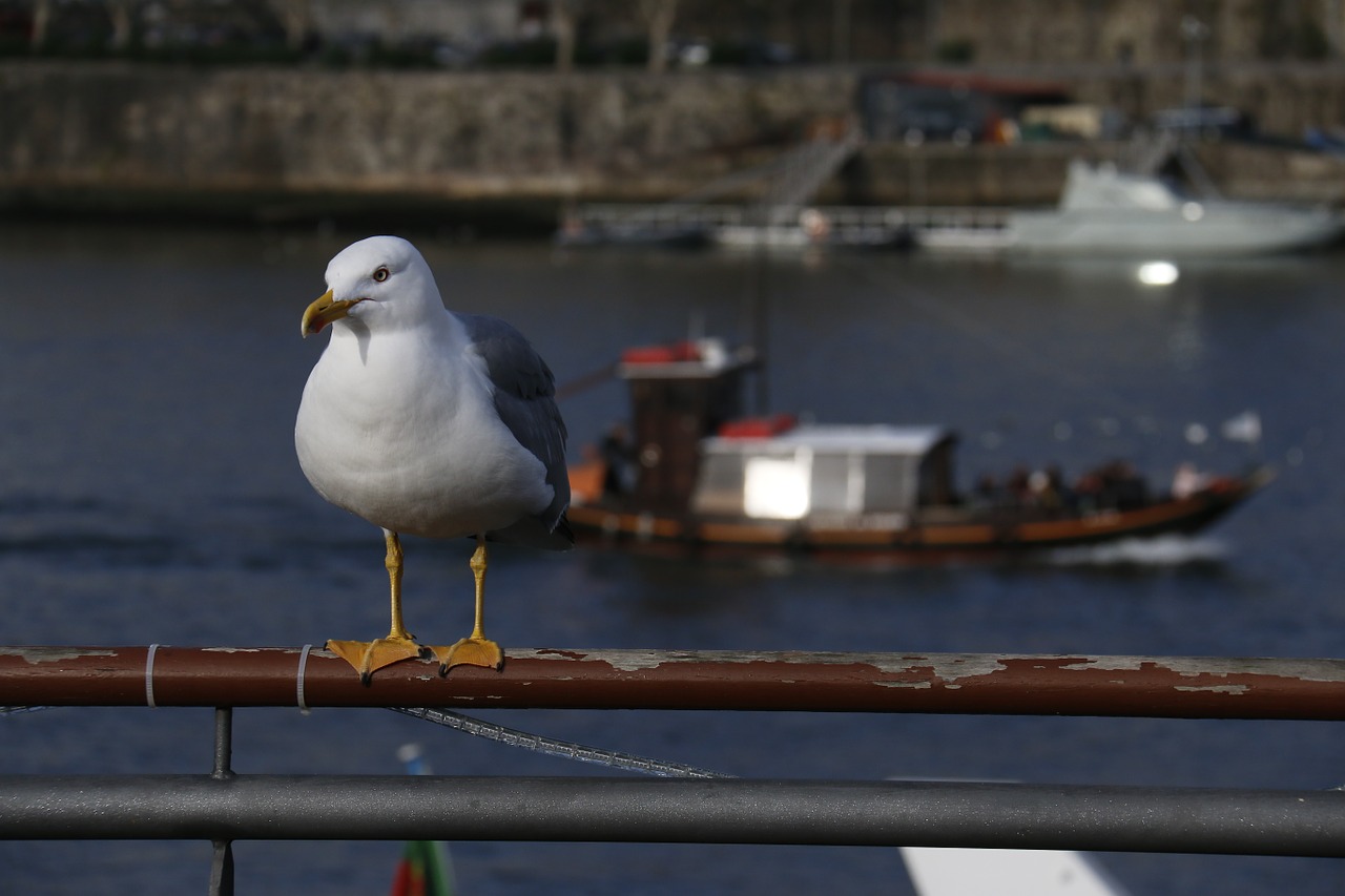 seagull vigilant rio free photo