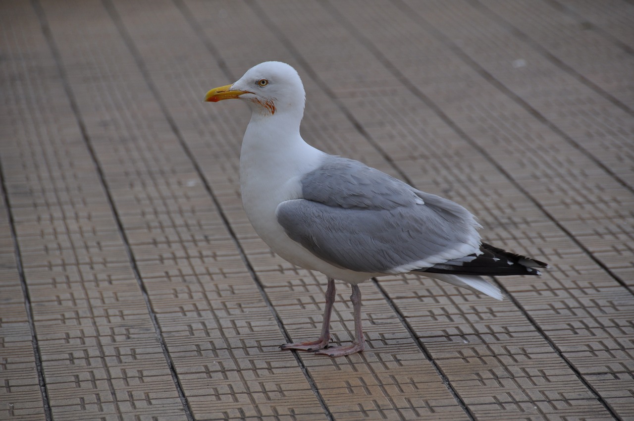 seagull dyke sea free photo