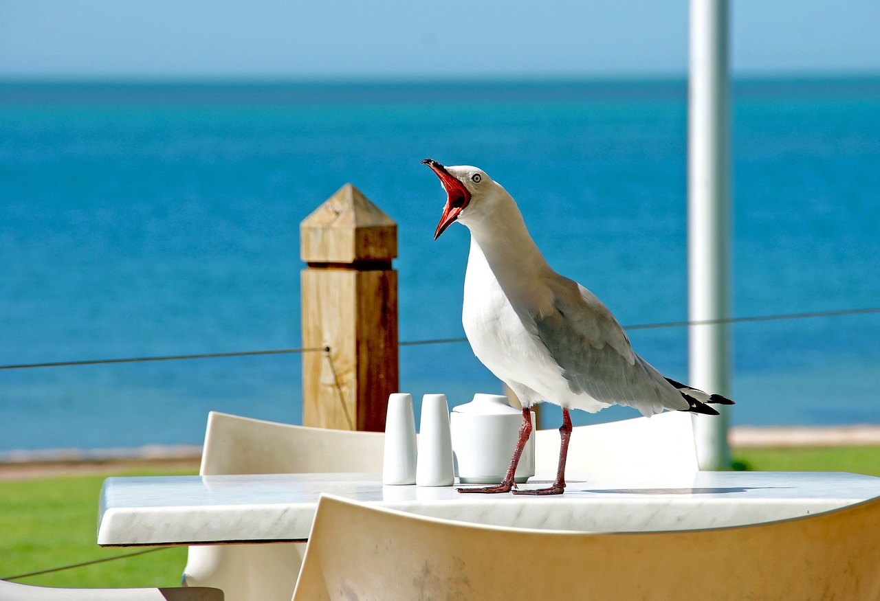 seagull beak gull free photo