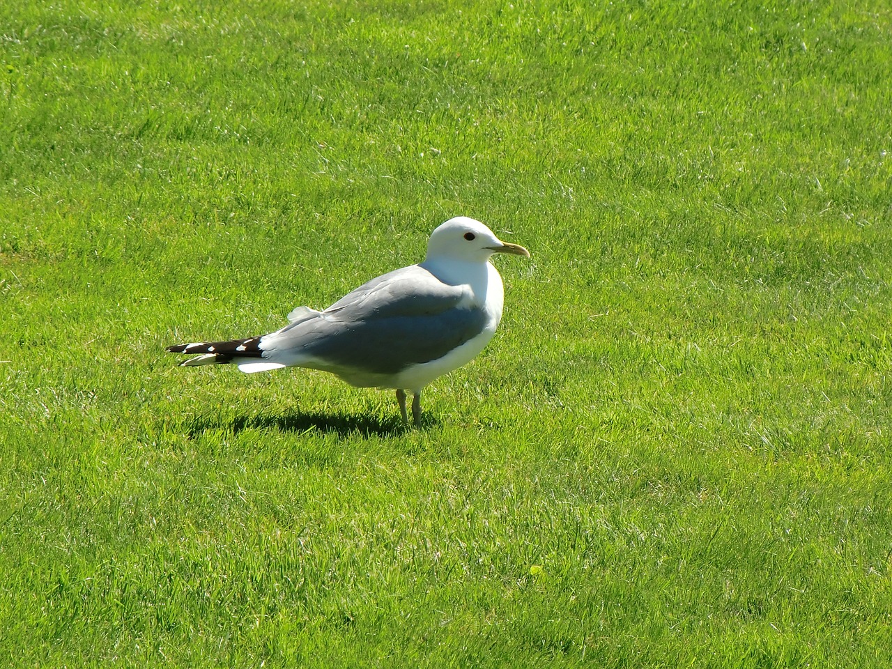 seagull grass summer free photo