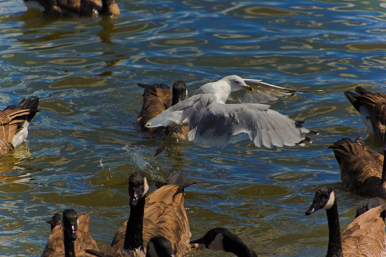 seagull canadian geese gull free photo