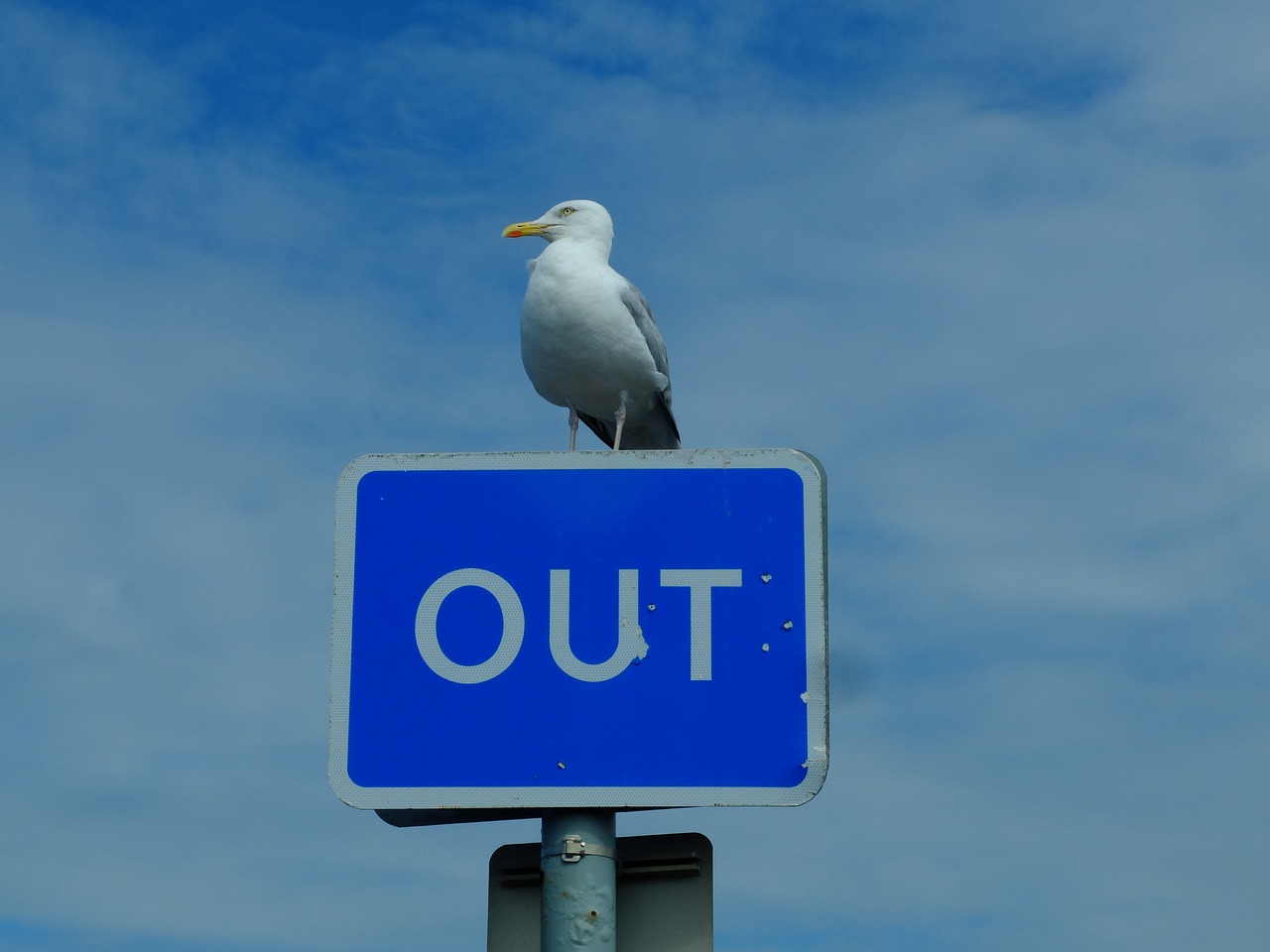 seagull bird blue free photo