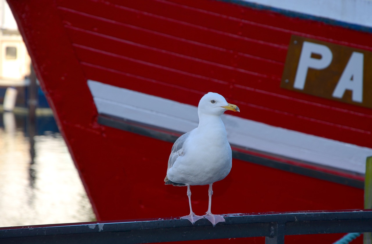 seagull boot port free photo