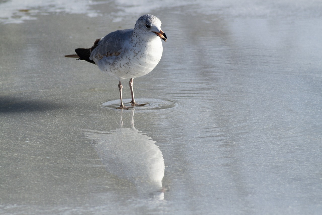 seagull eating ice free photo