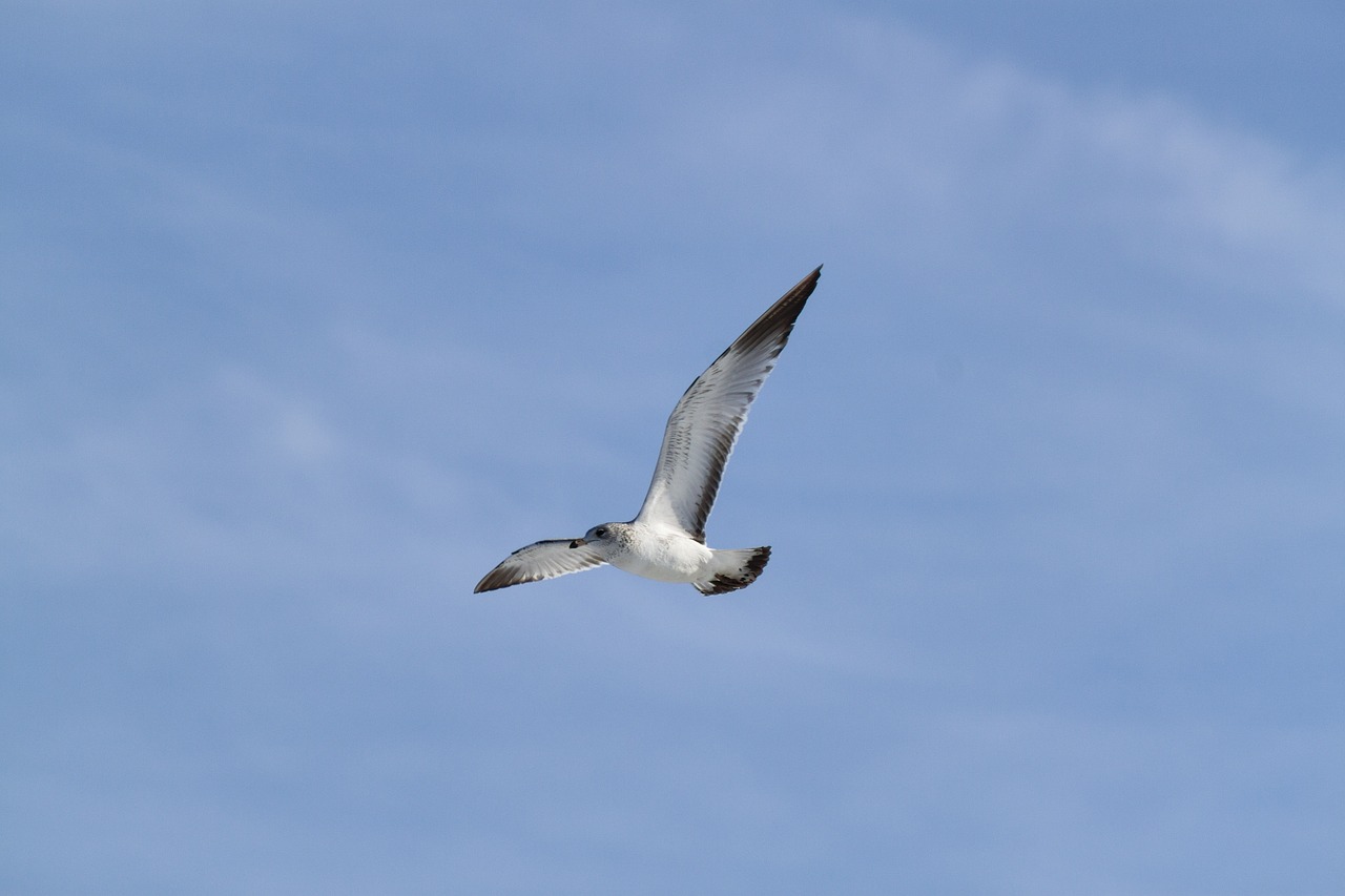 seagull flying soaring free photo