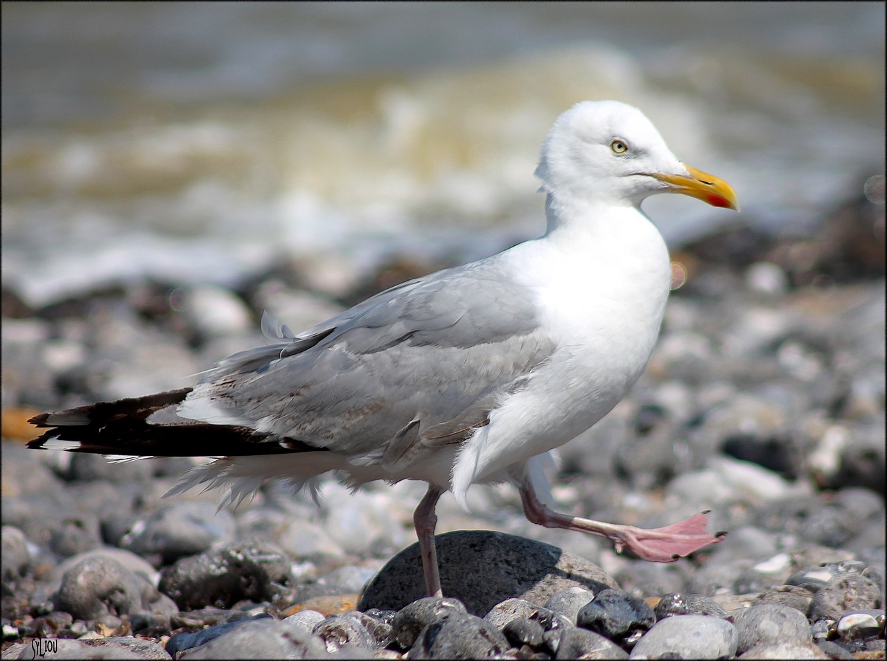 seagull bird gull free photo