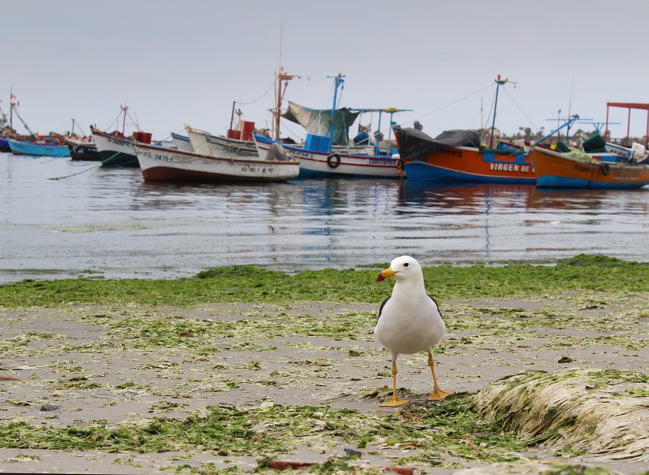 seagull beach sea free photo