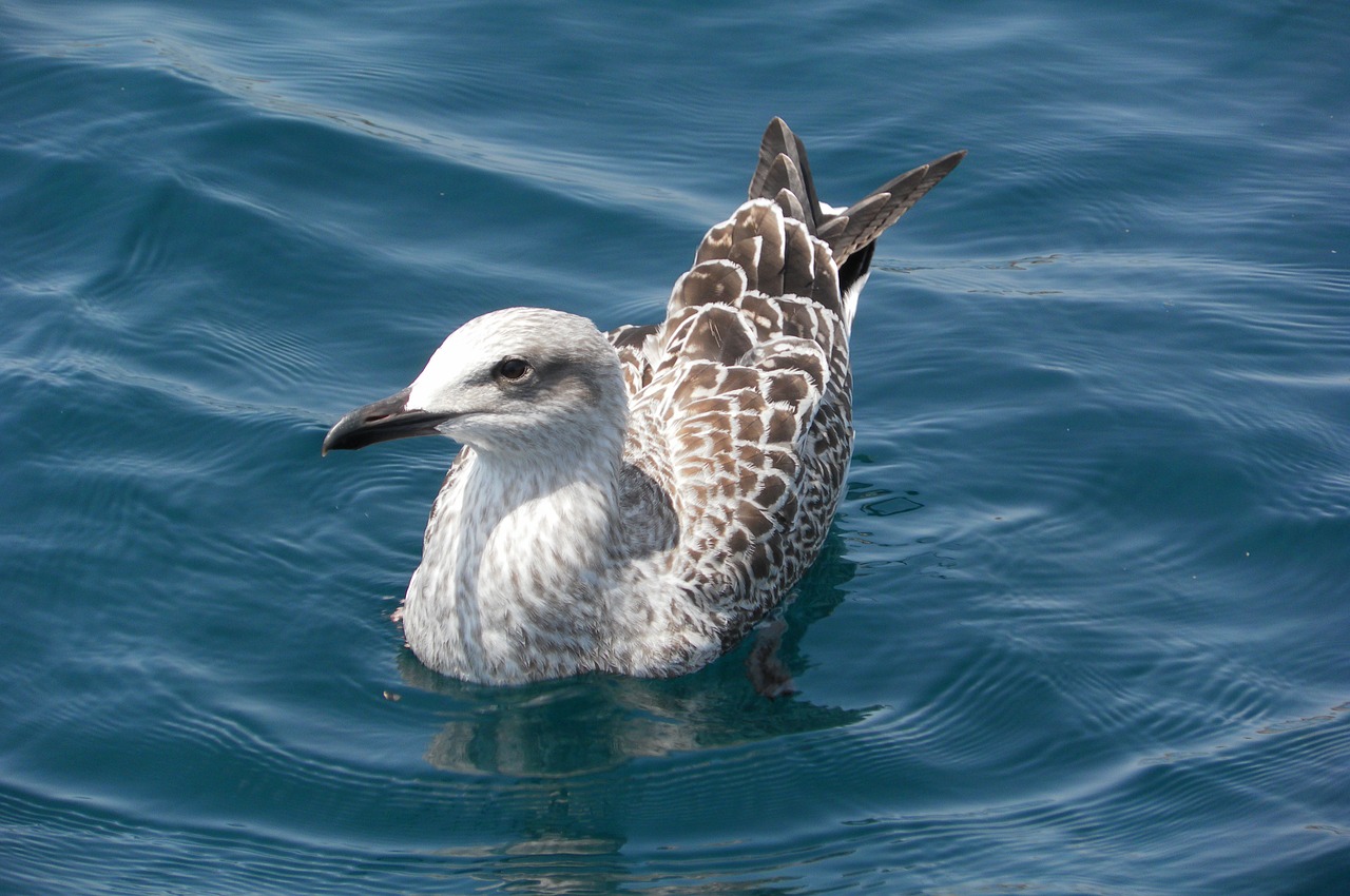 seagull puppy bird free photo