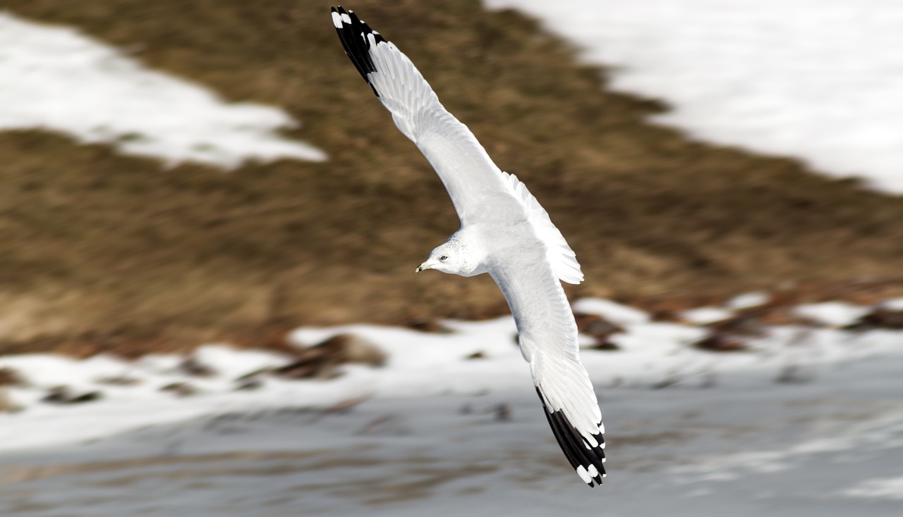 seagull flight majestic free photo