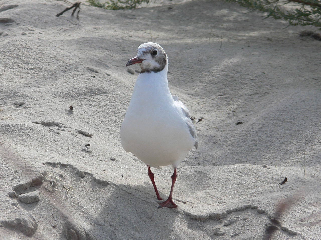 seagull mew gull free photo