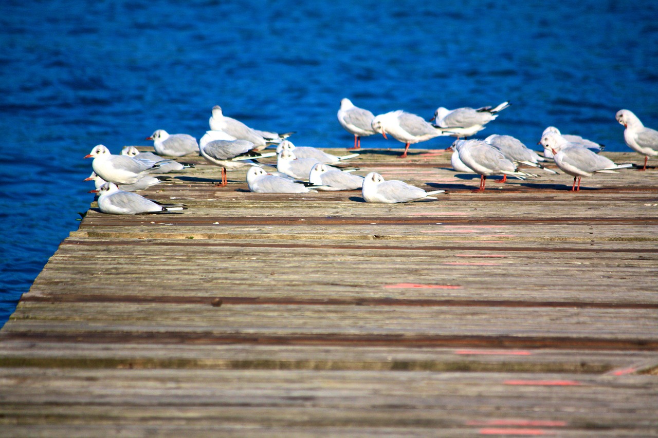 seagull lake bird free photo