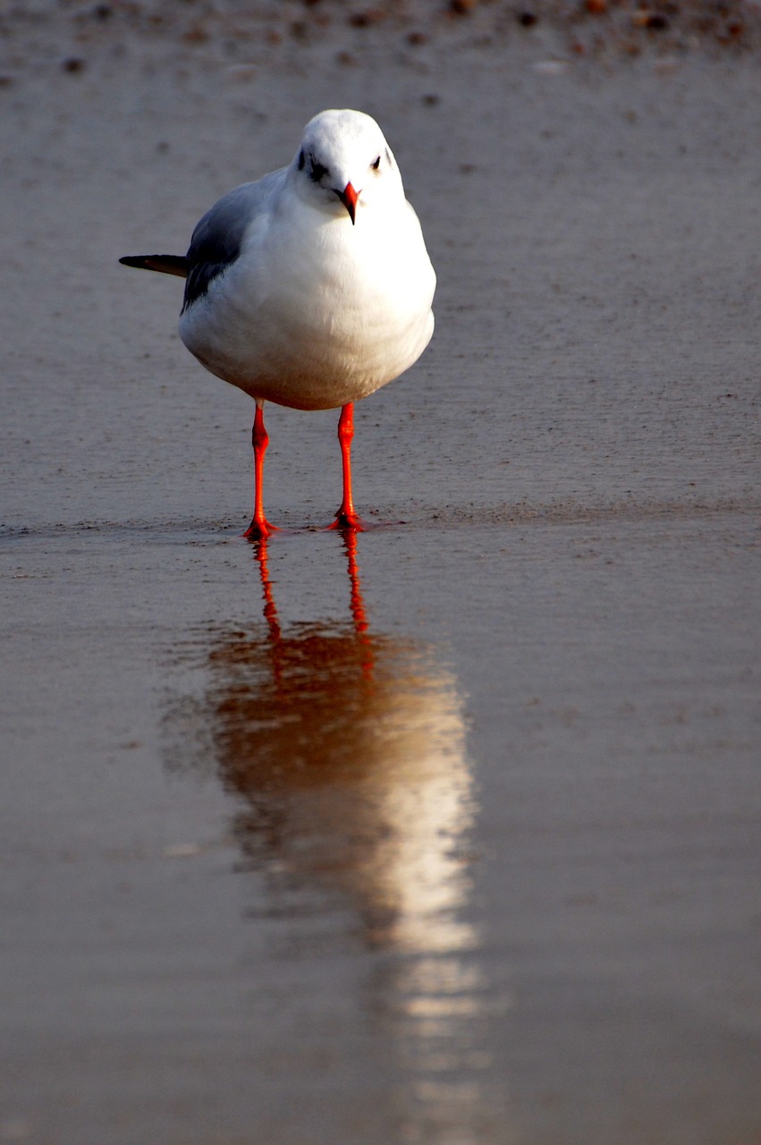 seagull sea boot free photo