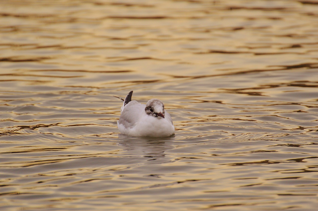 seagull water lake free photo