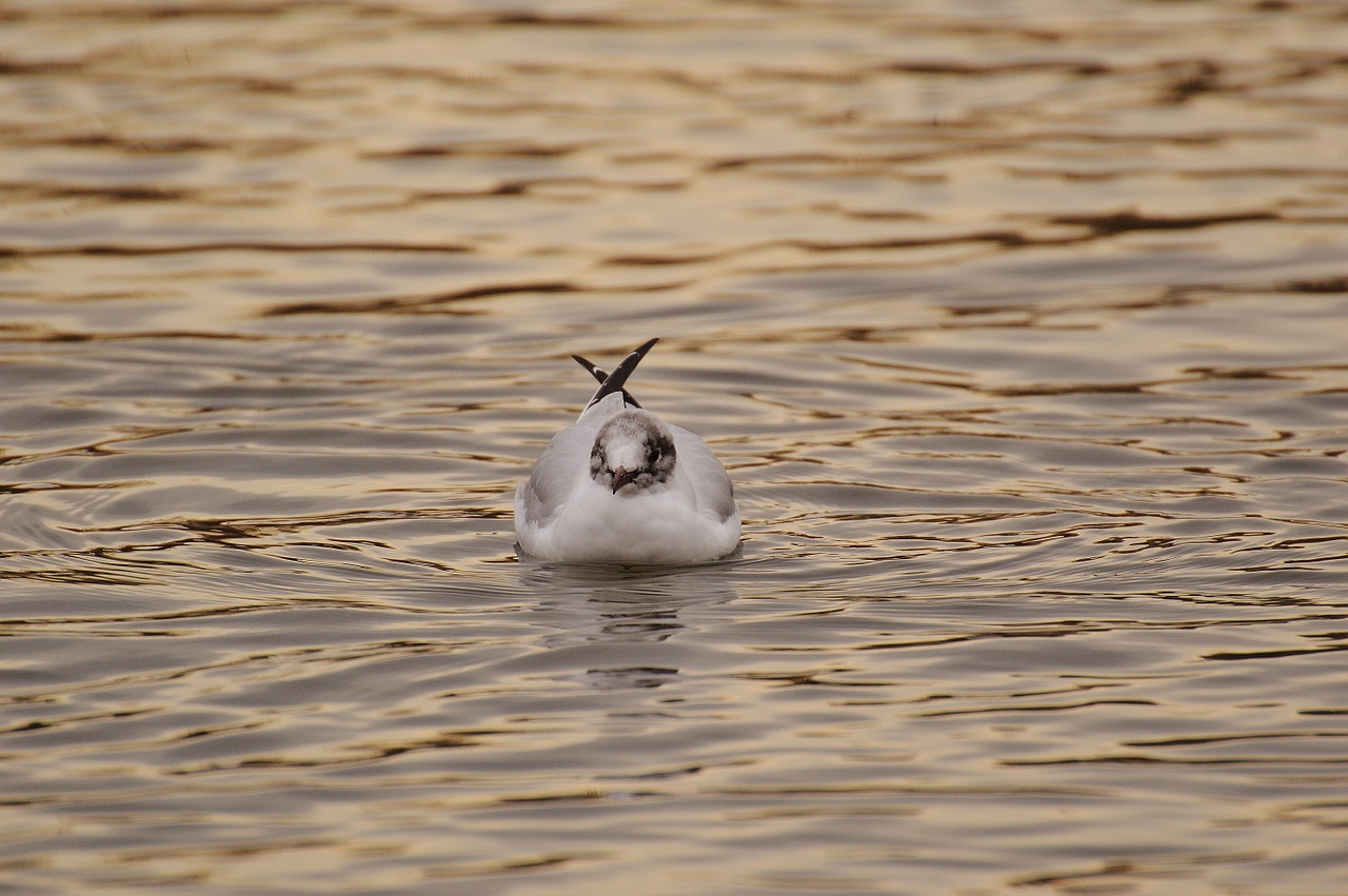 seagull water lake free photo