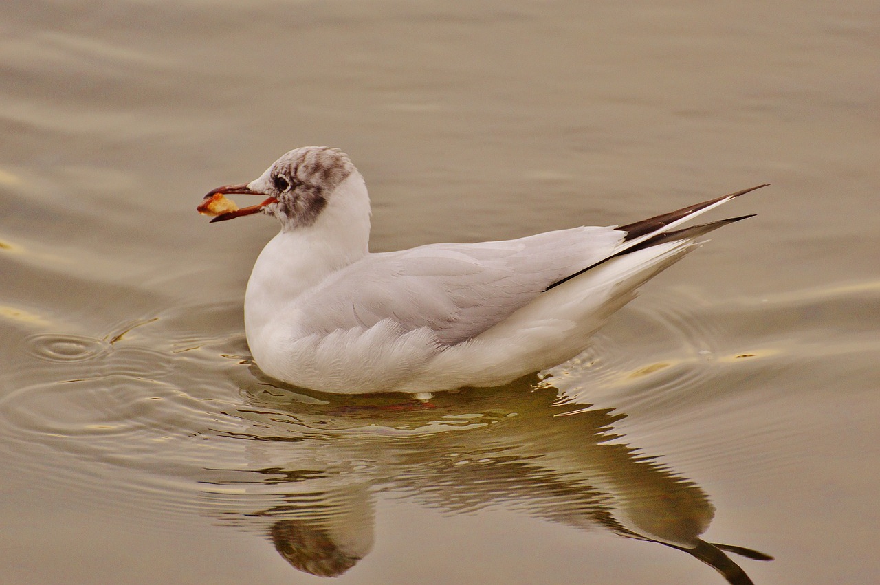 seagull water lake free photo