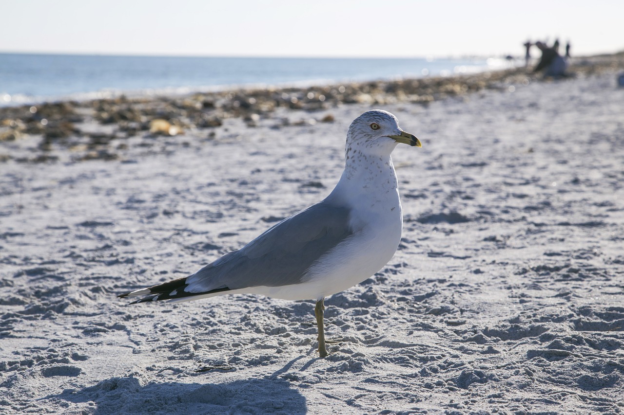 seagull beach sea free photo