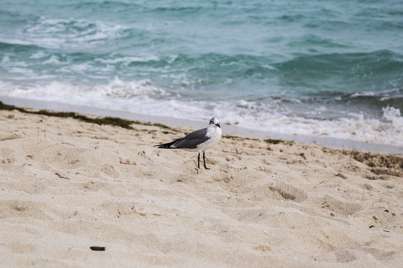 seagull beach sea free photo