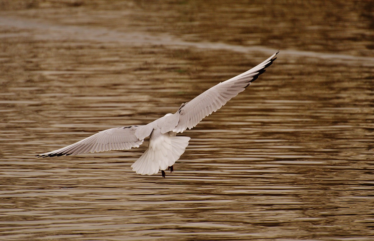 seagull water bird fly free photo
